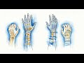 S01E29 | Functional vs Physiologic Tremor: A Comparative Analysis