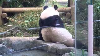 上野動物園のパンダ、シンシン。It is an image of the panda of a zoo. 上野動物園のパンダ、シンシン。It is an image of the panda of a zoo.