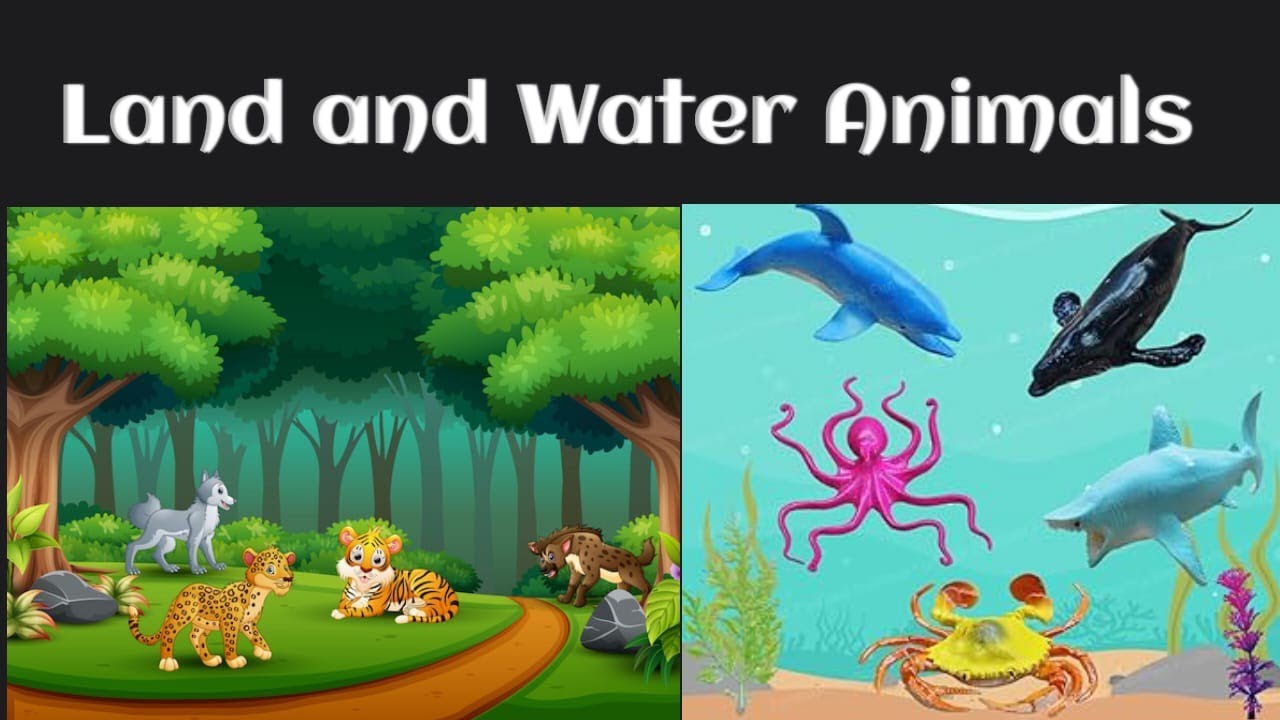 CBSE: Class 3: Science: Classification of animals