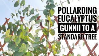 Pollarding & pruning eucalyptus gunnii to a standard tree