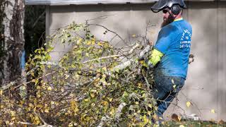 Leading Tree Limb Haul Off Service in Omaha NE | Omaha Junk Removal