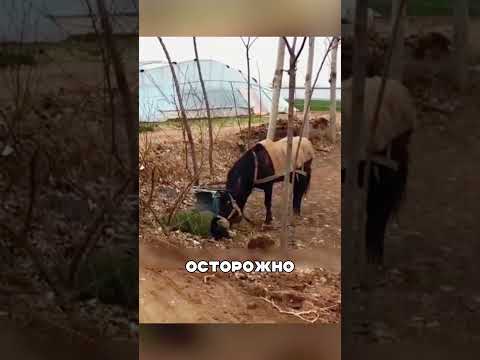 Туркменский конь спас пожилого хозяина🐎👴💕
