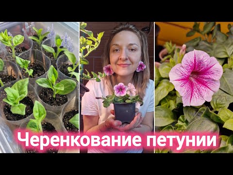 Черенкование петунии + десять растений с одного куста🌱🌱🌱