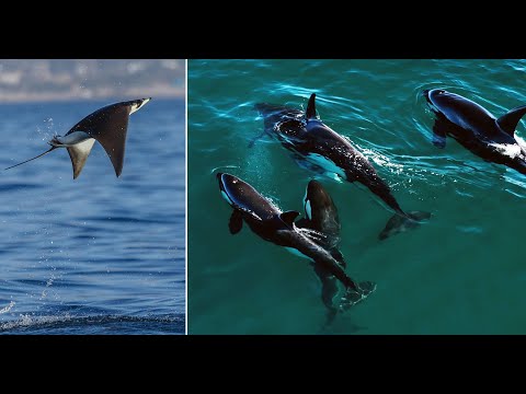 Orcas Kill a Dolphin in the Sea of Cortez & The Beauty of Mobula Rays