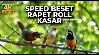 Download lagu 🔴 Live Besetan Rapet Cucak Jenggot Greja vs Cucak Cungkok Super Gacor vs Tepus Kepala Abu Gacor