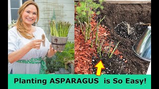 Grow ASPARAGUS From Home Step by Step / Shirley Bovshow by Eden Maker by Shirley Bovshow 2,691 views 2 years ago 4 minutes, 13 seconds