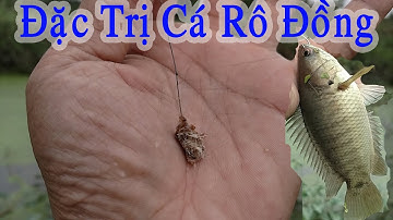 Đi Tìm Mồi Câu Cá Rô Đồng Nhạy Nhất