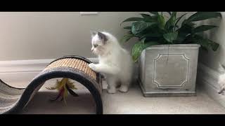 Cute ragdoll kittens by Ragdolls 171 views 3 years ago 57 seconds