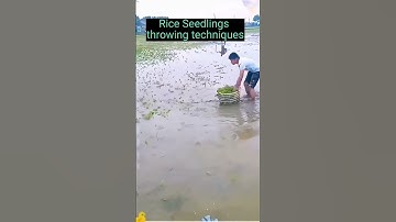Mastering Rice Farming: Revolutionary Seed Throwing Techniques [2023]