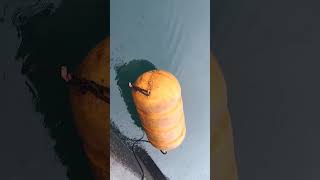 Capture a moray eel