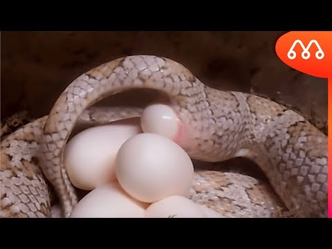 Vídeo: Ninho de cobra. Como as cobras vivem e põem ovos?