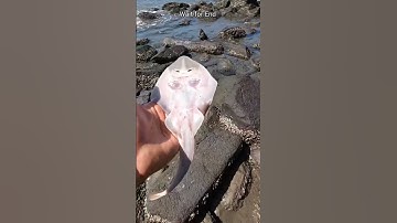 Thumbnail of A happy ending- watch the inspiring rescue of these stingray fish 🥺#shorts
