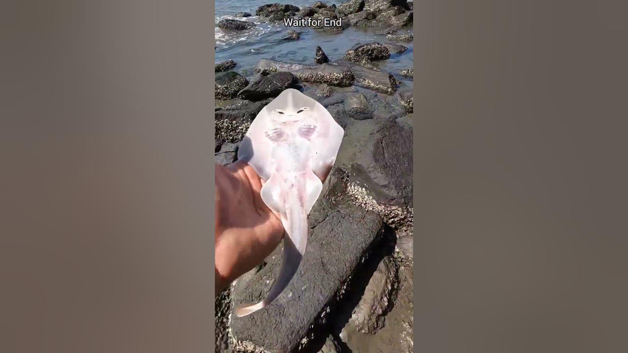 A happy ending- watch the inspiring rescue of these stingray fish 🥺#shorts