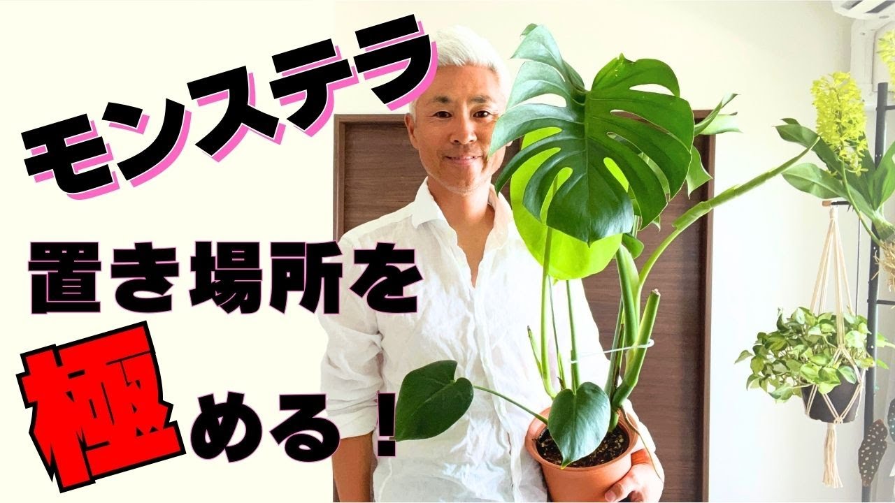The growth of your Monstera depends on where you place it in the 