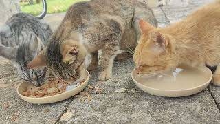 2024.4.10 猫巡り 公園の猫ちゃん達に美味しいカリカリと大好きな金のだしカップを