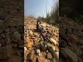 Black Scorpion vs Rat Snake Rescue #highlightseveryone #animalrescue #wildliferescue #cobra #snake