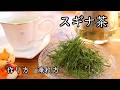 スギナ茶の作り方・淹れ方【野草】｜Coriscooking