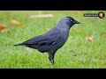 آيات الإعجاز العلمي الحيوانات في القرآن الكريم الغراب