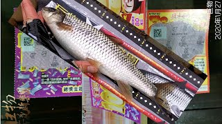 釣魚狂人 初三紅包呎上花Stream Fishing Taiwan