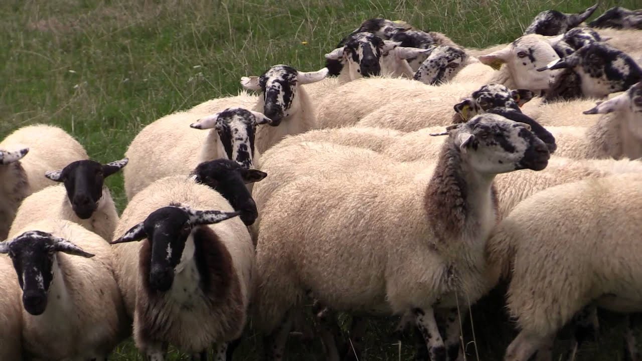 L'agneau du Chignore