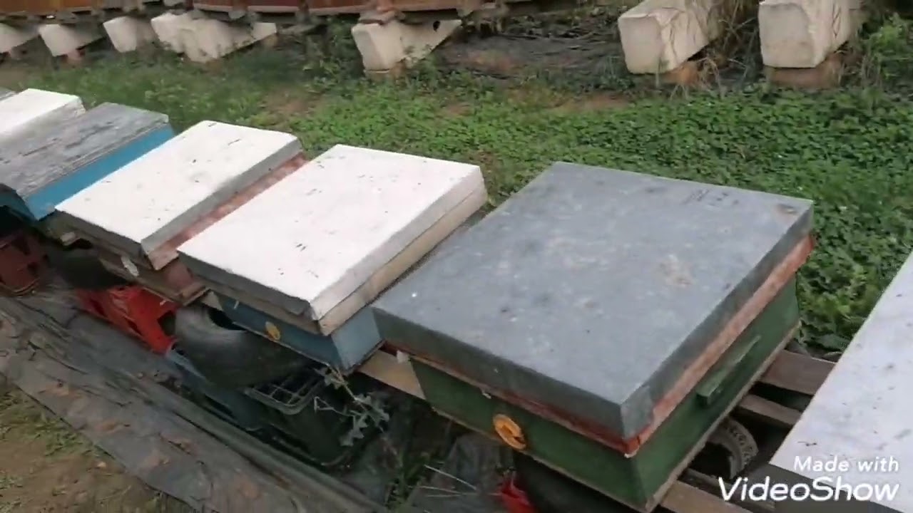 Dadant vs. mer. organizare  cuiburi. 🐝