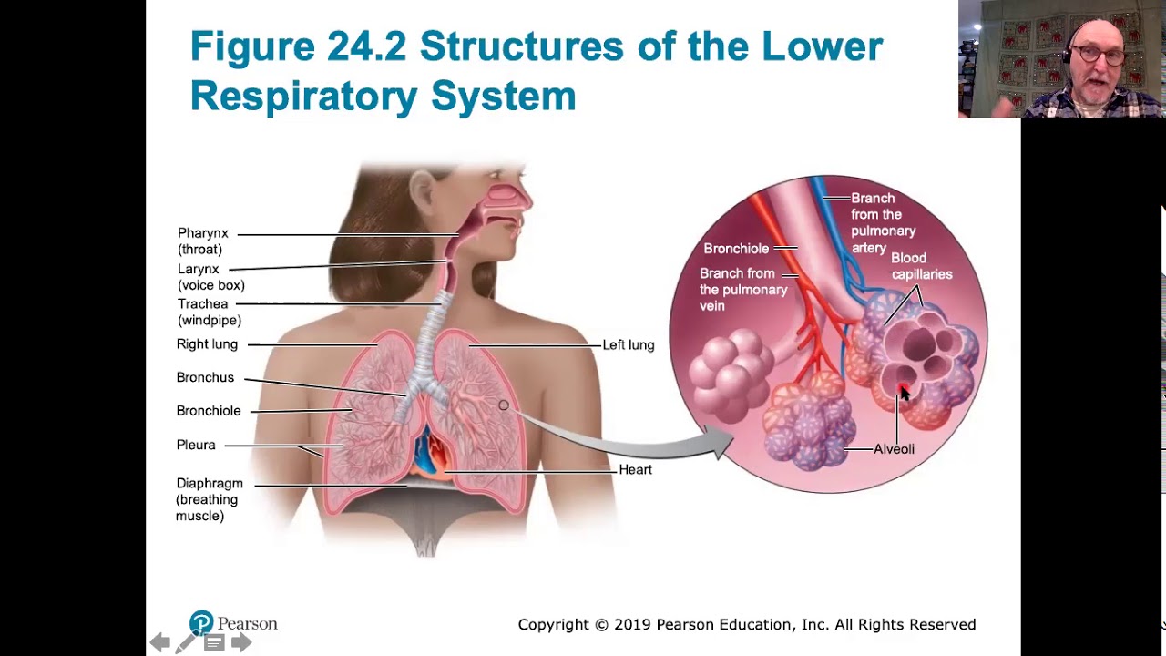 Microbiology Class 20 Part 2 Respiratory YouTube
