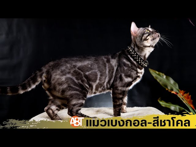 ทำความรู้จักแมวเบงกอลสีซิลเวอร์ชาโคล#ขายแมว#Bengalcat  @Bengalcatbangkokabtbengals3769 - Youtube