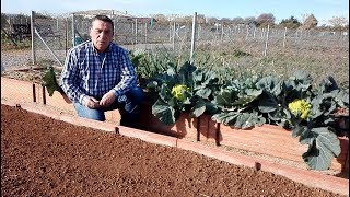 Convertir un Suelo Arcilloso en el Suelo Ideal para el huerto || El Huerto de Silverio