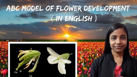 ABC Model of flower development ( in English )