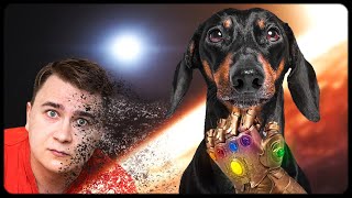 Dog spoil Avengers: Infinity War! Try not to laugh or grin! Dog spoil Avengers: Infinity War! Try not to laugh or grin!