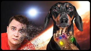 ALERT SPOILERS! Cute & funny dachshund dog video!