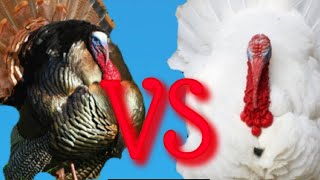 WILD TURKEY VS STORE BOUGHT TURKEY (TASTE TEST)!!!!