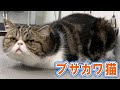 ブサカワが虜に・・・一目ぼれして飼い始めたら看板猫になった