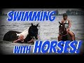 SWIMMING WITH OUR HORSES! Day 213 (08/01/18)