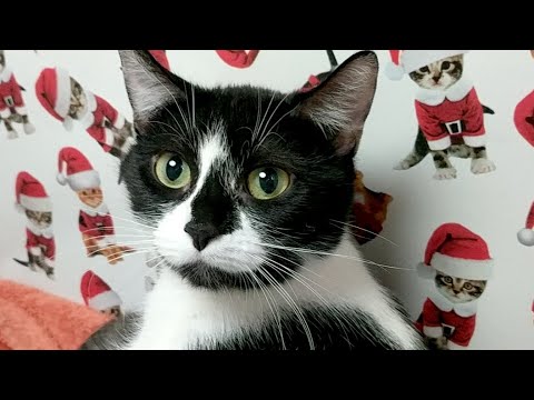 cats inn Kitten Close Up 2018-02-16