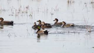 Several male Gadwalls excitedly display around a pair of Gadwalls. The female fends them off.