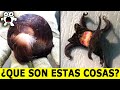 Cosas Misteriosas Con Explicaciones Aún Más Intrigantes