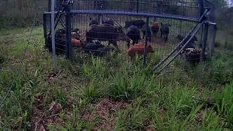 Feral Hog Roundup