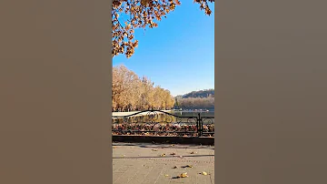 چنار Shahgoli Park Plane Tree Tabriz Azarbayjan Iran 
