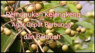 Pemupukan Kelengkeng agar Cepat Berbunga dan Berbuah