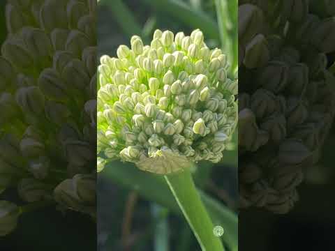 Video: Hvordan velger du den vakreste løkblomsten til hagen din?