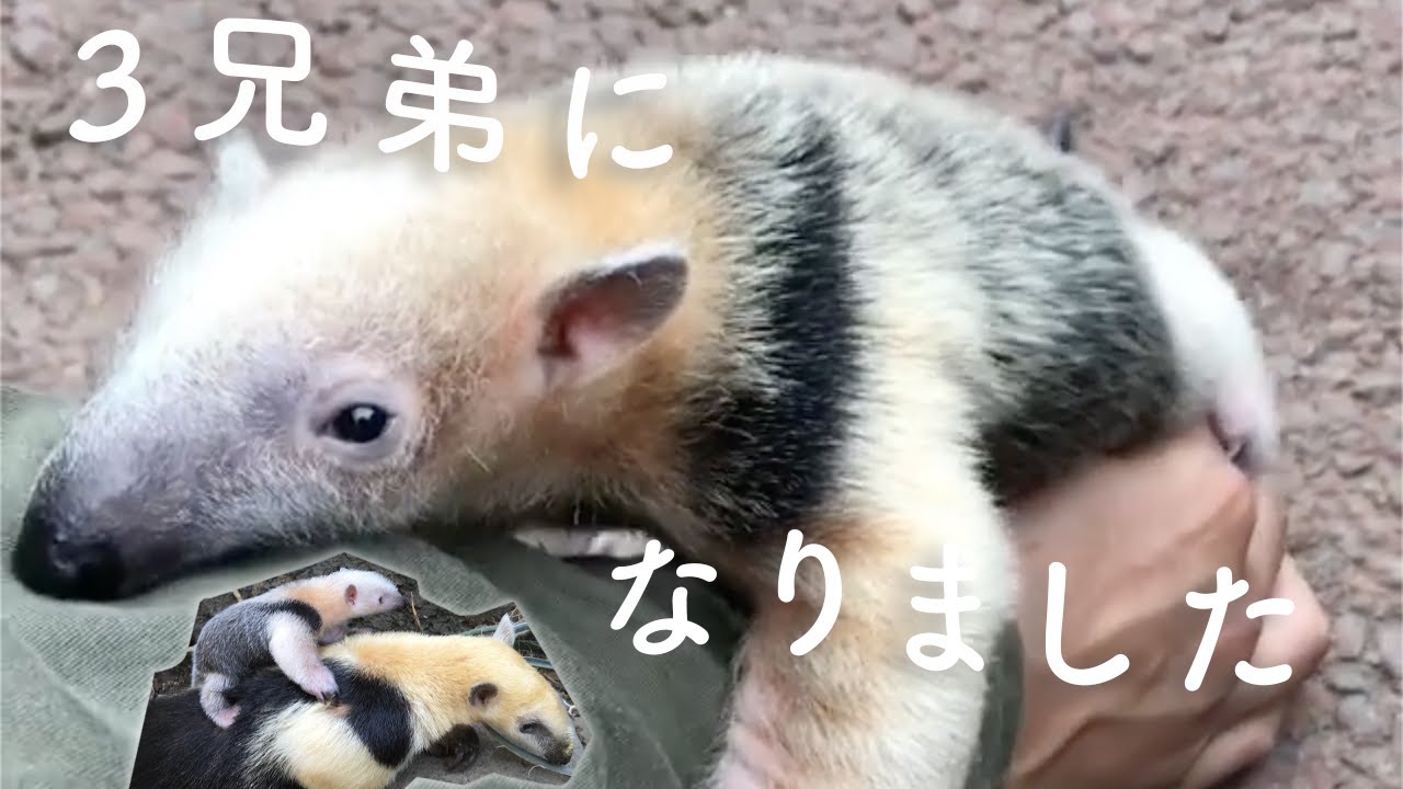 人気のアリクイに弟が生まれ3兄弟に パワーアップした魅力 ライブドアニュース 人気のアリクイに弟が生まれ3兄弟に パワーアップした魅力 ライブドアニュース