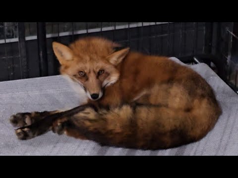 A freya update on happenings at SAF