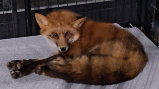 A freya update on happenings at SAF