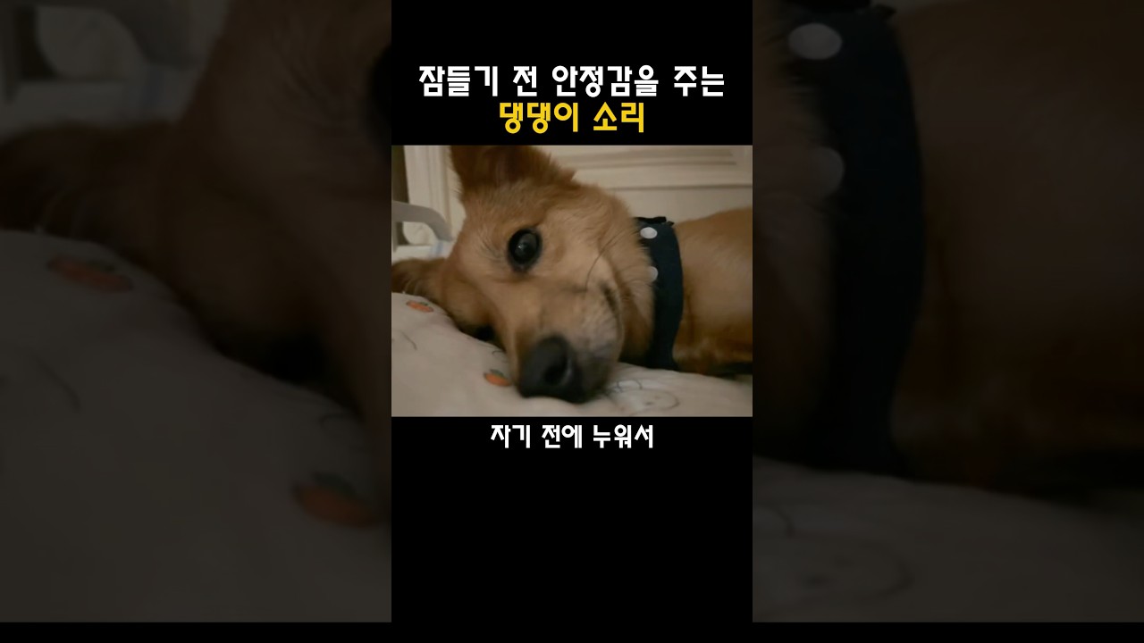 잠들기 전 안정감을 주는 댕댕이 소리
