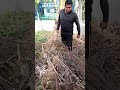 Getting Cassava stick