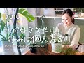 【リプサリス】種類が豊富 育てるの若干苦戦する種類もある。(Vlog/010)