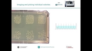 Colony Picking in a Fully Automated DNA Assembly Workflow
