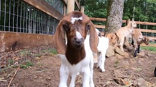 Back from summer break and BABY GOATS.