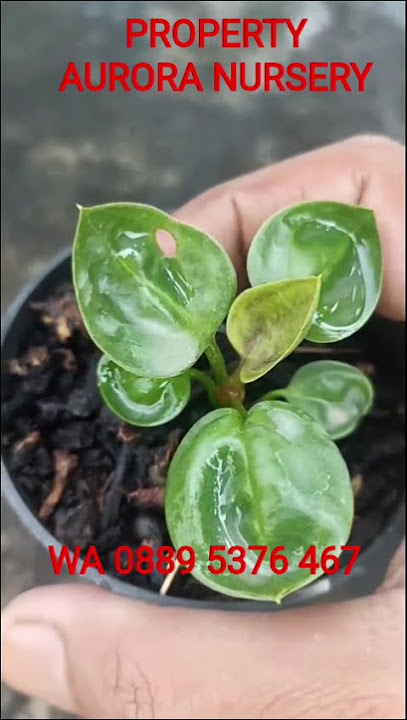 ‼️LIMITED EDITION‼️ANTHURIUM MANGKOK PURBA‼️ #anthurium #ornamentalplants #aglonema #variegata